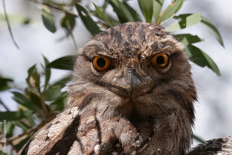 Tawny Frogmouth