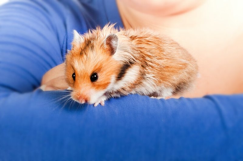Teddy Bear Hamster Overview: Traits, Size, And Temperament