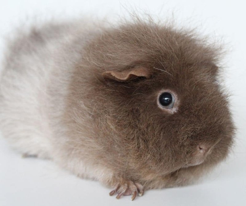 Teddy Guinea Pig Overview: Appearance, Personality, And Grooming Needs