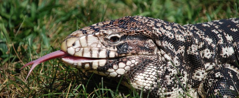 Tegu