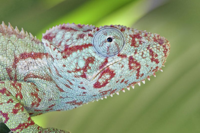 Temperature And Humidity Needs For The Oustalet'S Chameleon