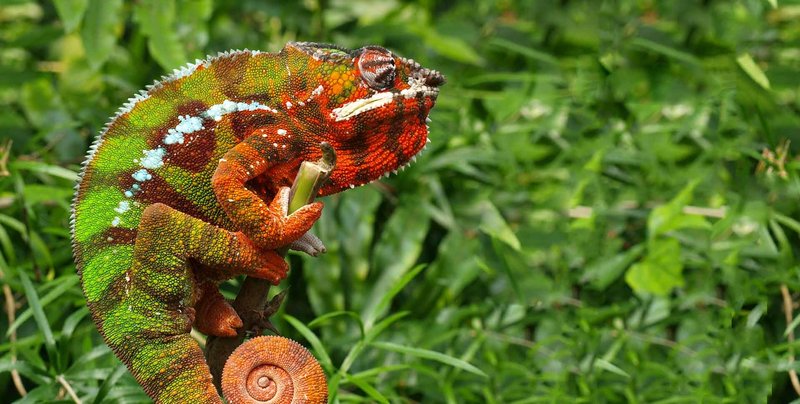 Temperature And Humidity Needs For The Panther Chameleon
