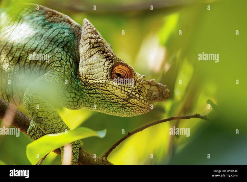 Temperature And Humidity Needs For The Parson'S Chameleon