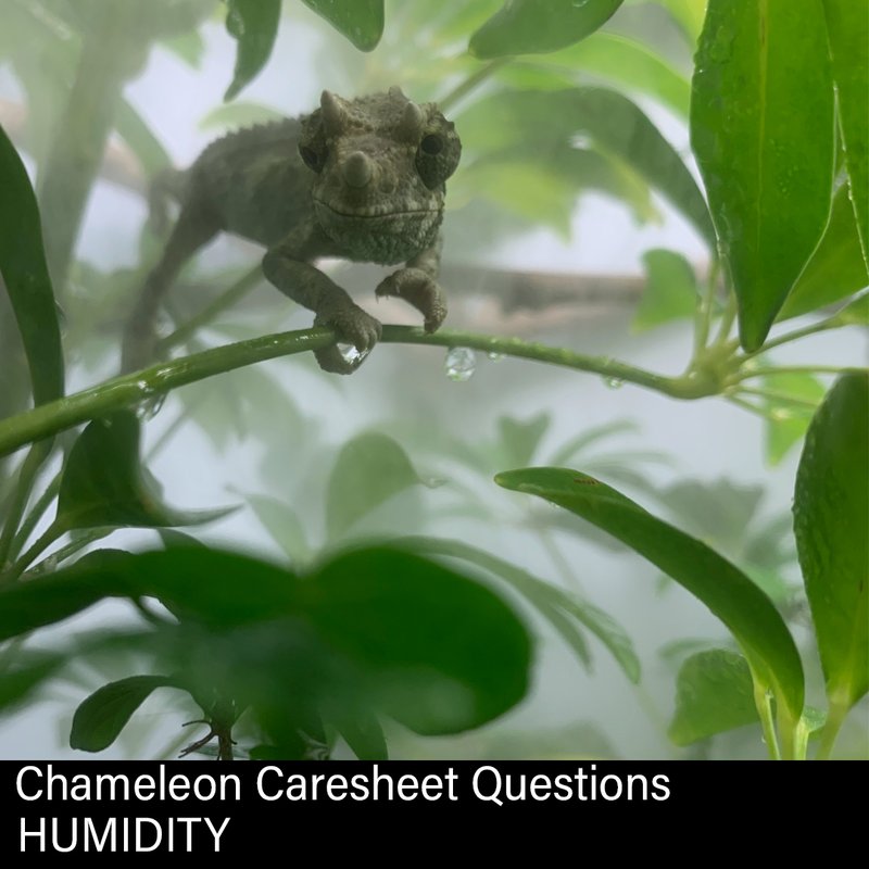 Temperature And Humidity Needs For The Veiled Chameleon