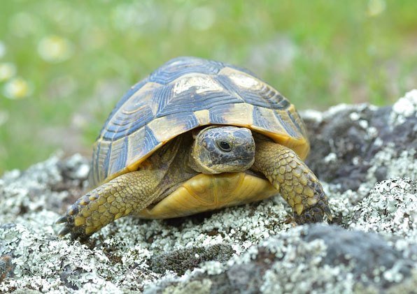 Temperature And Humidity Needs Of The Greek Tortoise