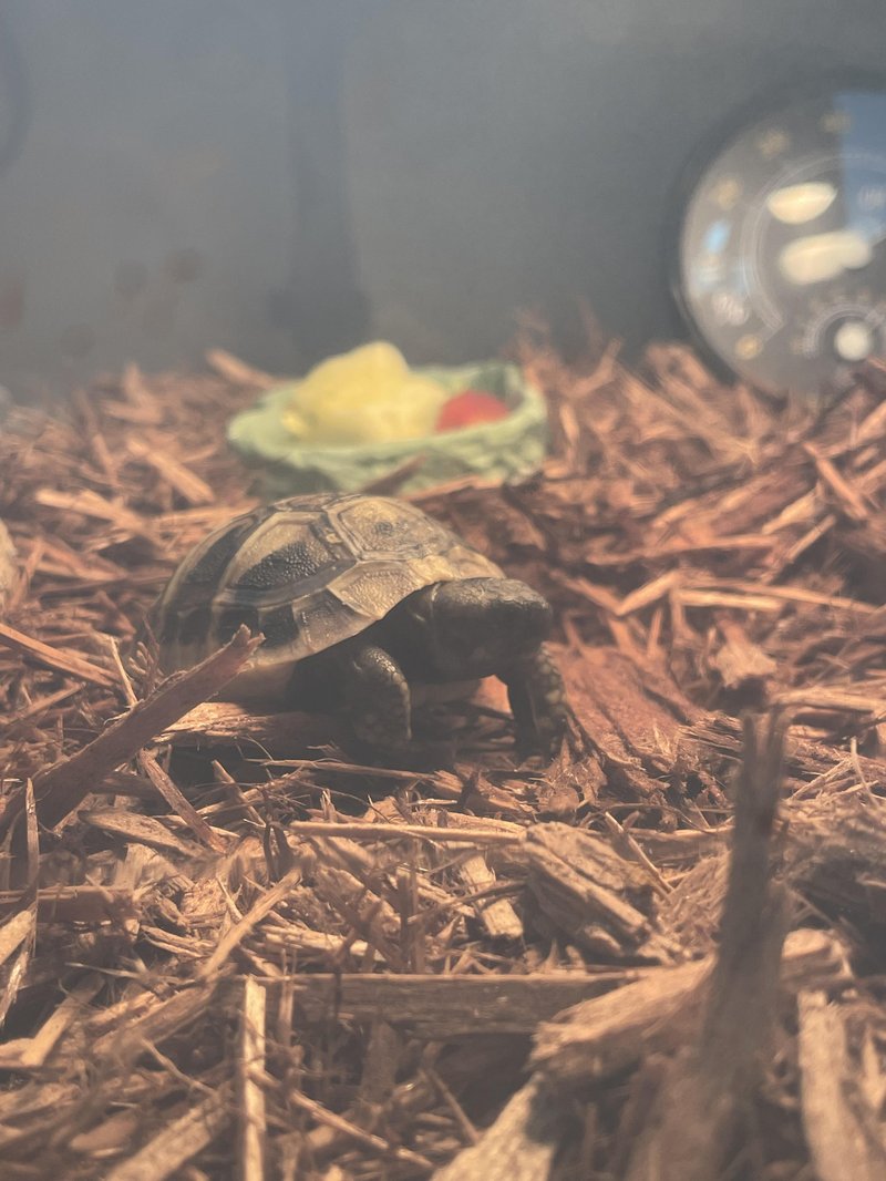 Temperature And Humidity Needs Of The Hermann'S Tortoise