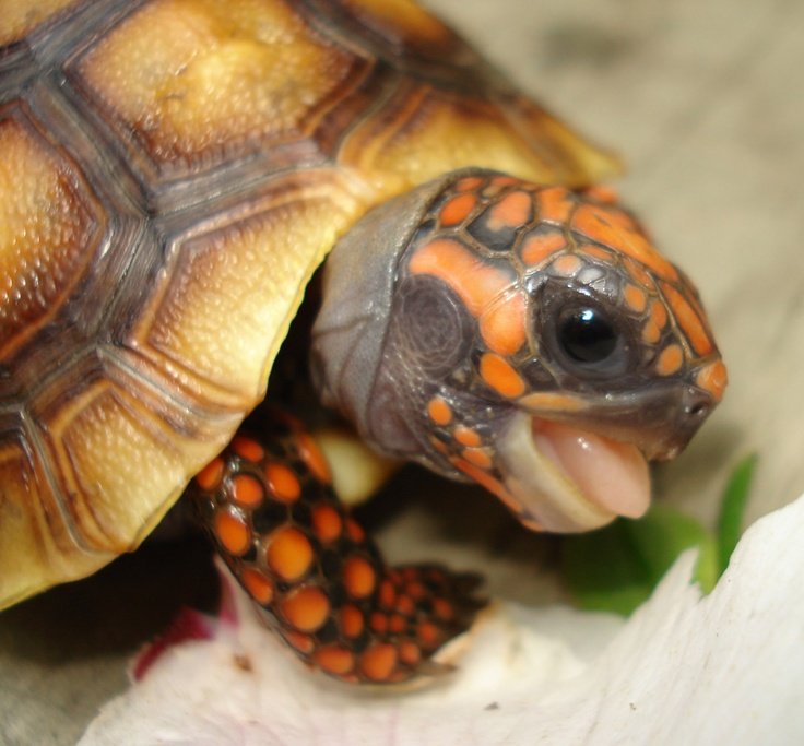 Temperature And Humidity Needs Of The Red-Footed Tortoise