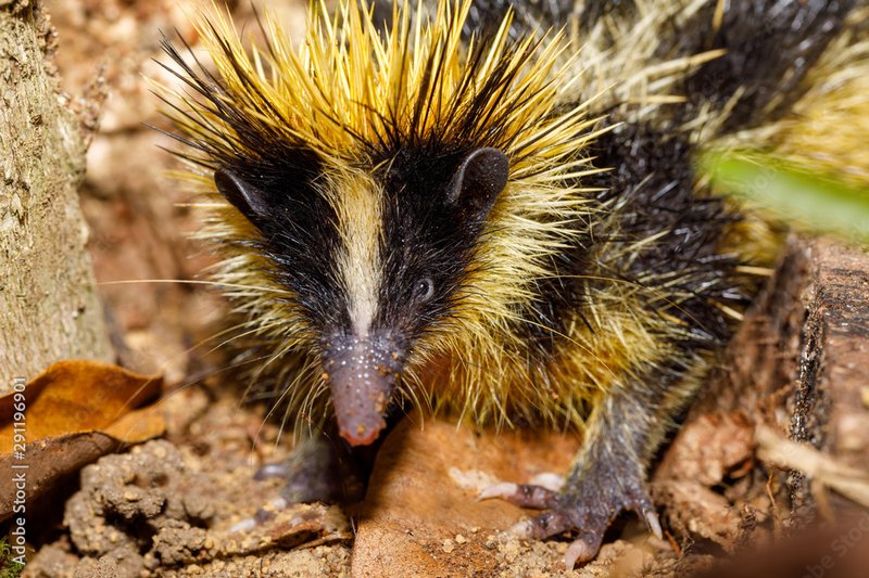Tenrec