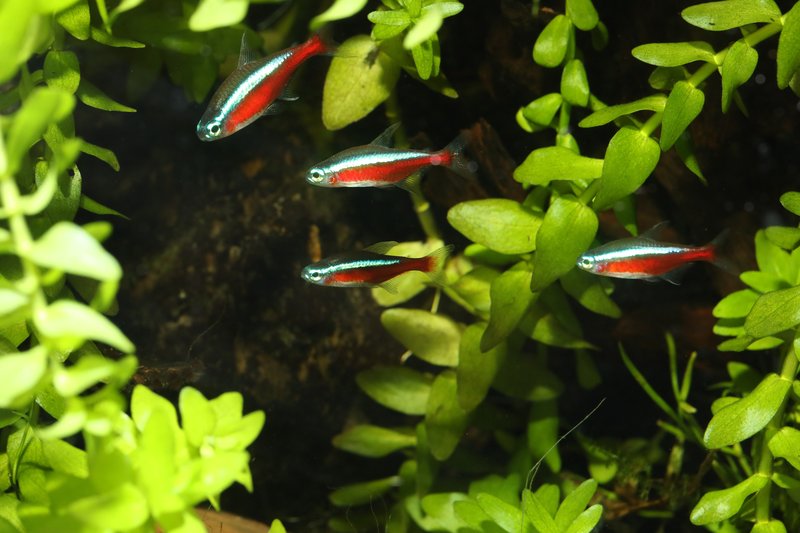 Tetra
