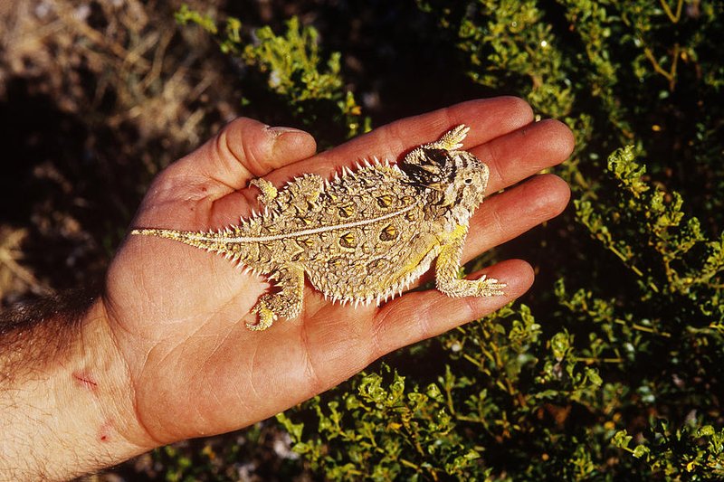 Texas Horned Lizard