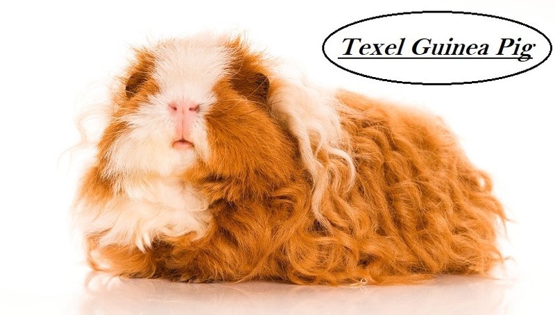 Texel Guinea Pig Overview: Appearance, Personality, And Grooming Needs