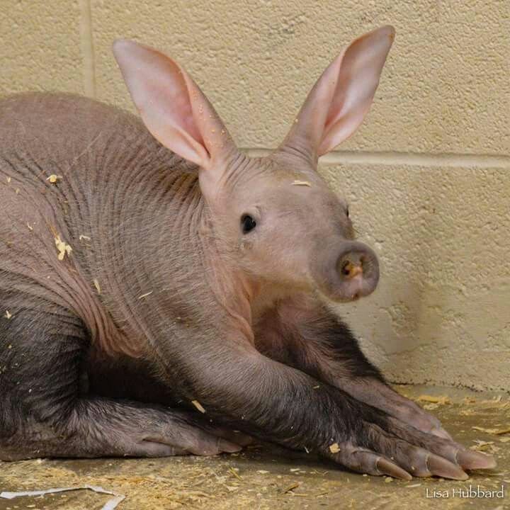 The Aardvark'S Role In Its Ecosystem