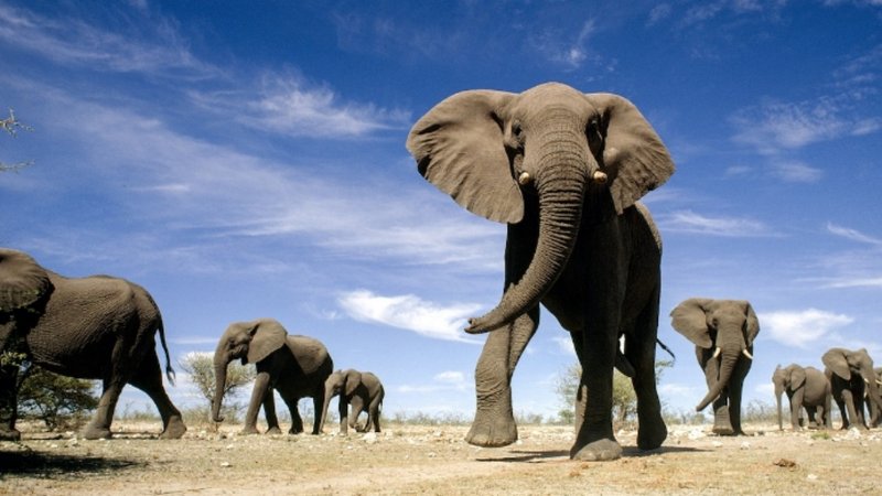 The African Elephant'S Role In Its Ecosystem