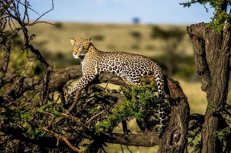 The African Leopard'S Role In Its Ecosystem