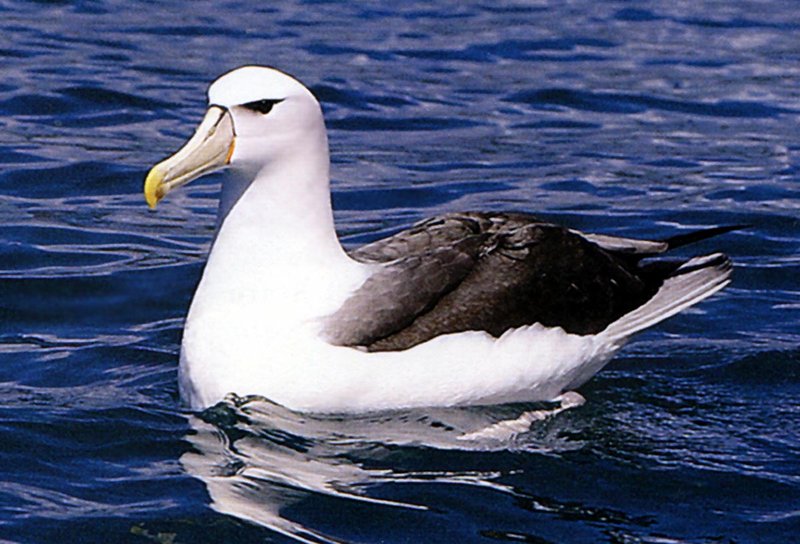 The Albatross'S Role In Its Ecosystem