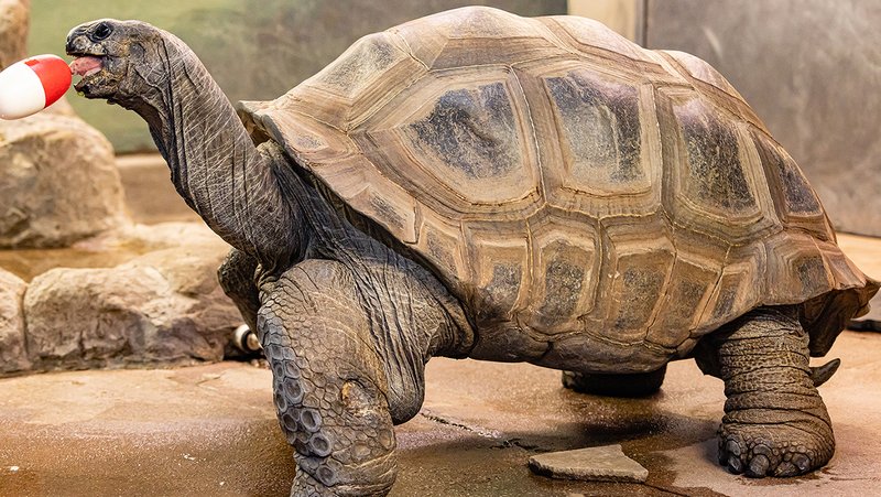 The Aldabra Giant Tortoise'S Role In Its Ecosystem