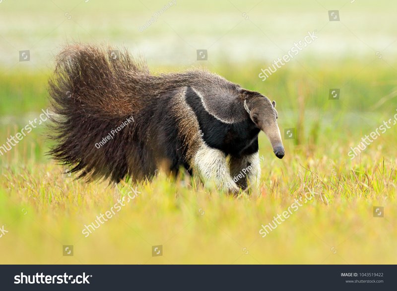 The Anteater'S Role In Its Ecosystem