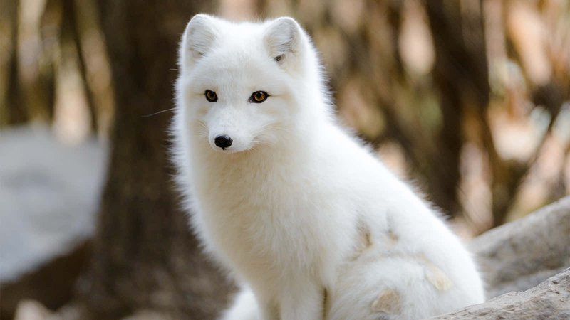 The Arctic Fox'S Role In Its Ecosystem
