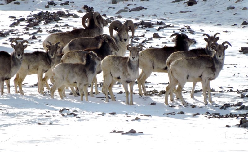 The Argali'S Role In Its Ecosystem