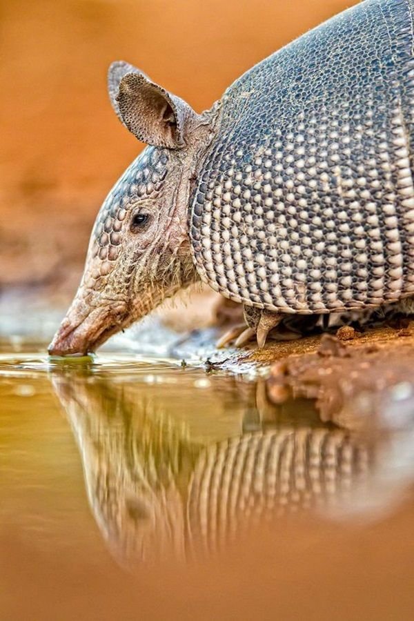 The Armadillo'S Role In Its Ecosystem