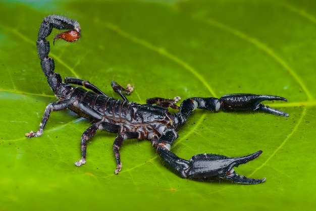 The Asian Forest Scorpion'S Role In Nature And Ecosystems