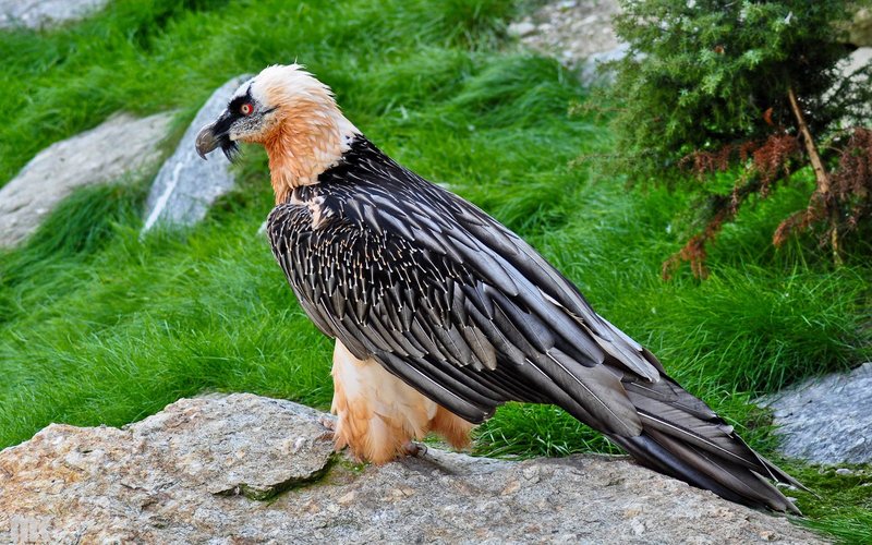 The Bearded Vulture'S Role In Its Ecosystem