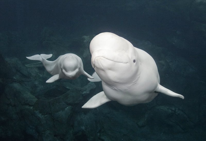 The Beluga Whale'S Role In Marine Ecosystems