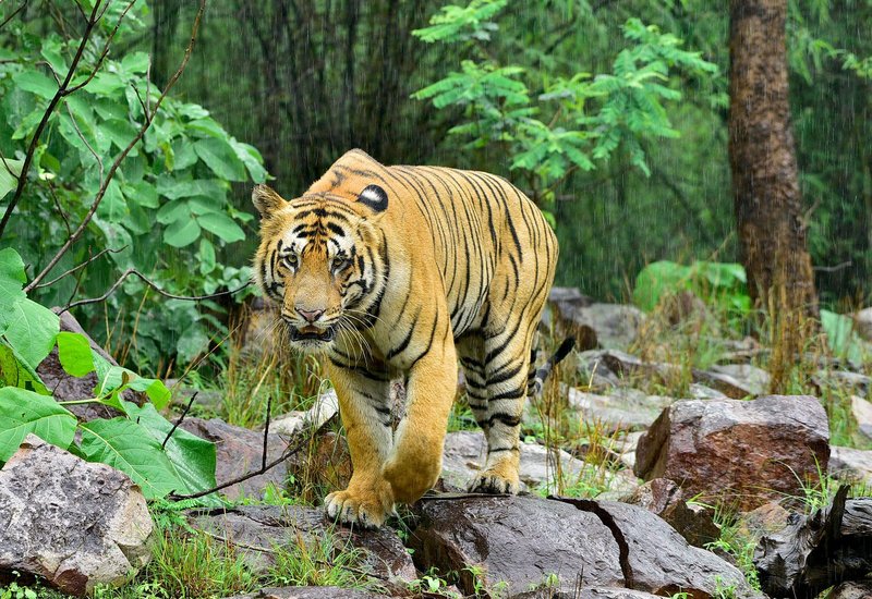 The Bengal Tiger'S Role In Its Ecosystem