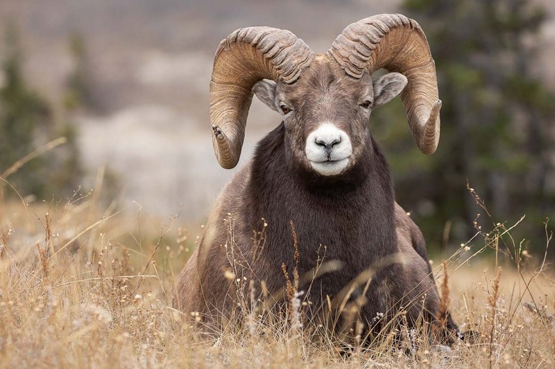 The Bighorn Sheep'S Role In Its Ecosystem
