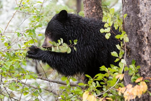 The Black Bear'S Role In Its Ecosystem