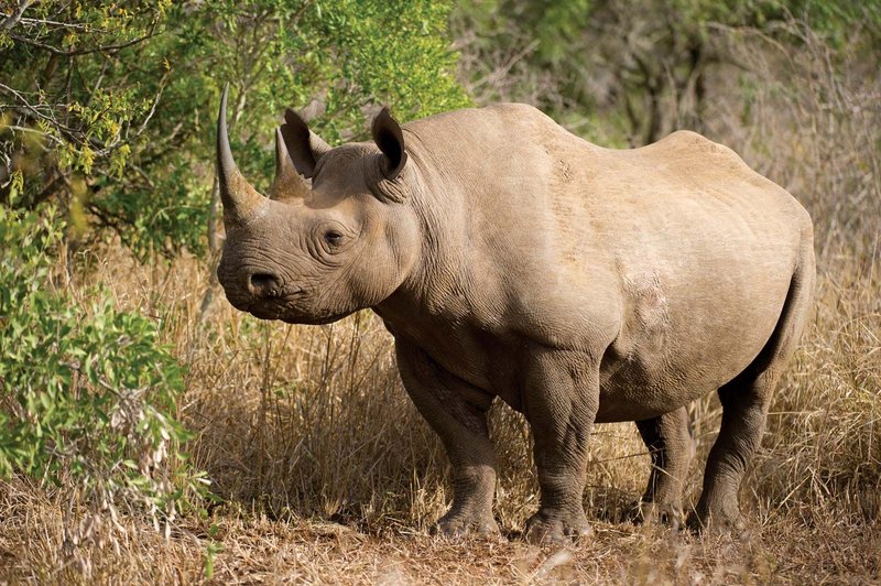 The Black Rhinoceros'S Role In Its Ecosystem