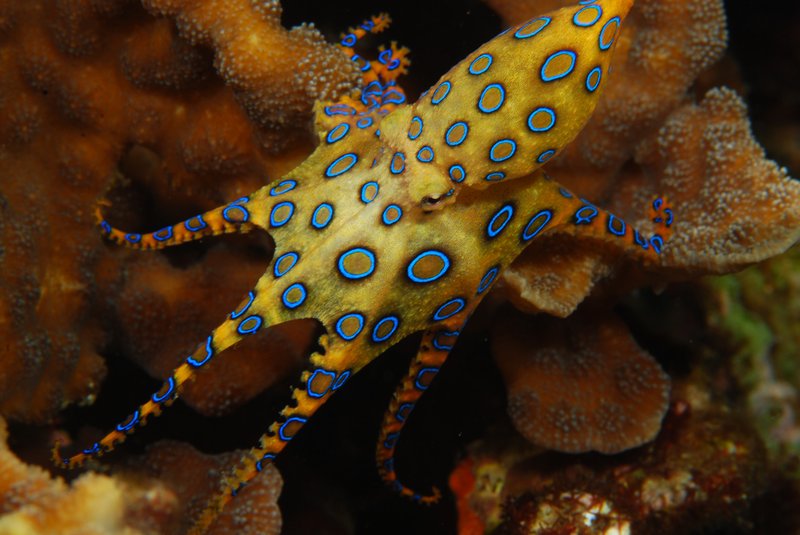 The Blue-Ringed Octopus'S Role In Marine Ecosystems