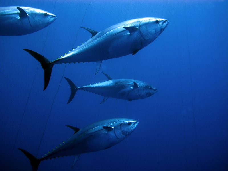 The Bluefin Tuna'S Role In Marine Ecosystems