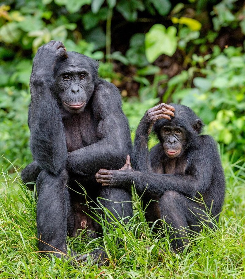 The Bonobo'S Role In Its Ecosystem
