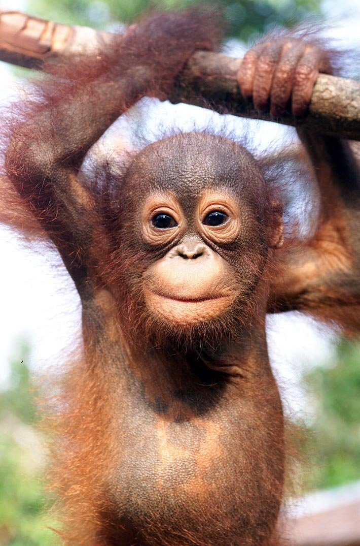 The Bornean Orangutan'S Role In Its Ecosystem