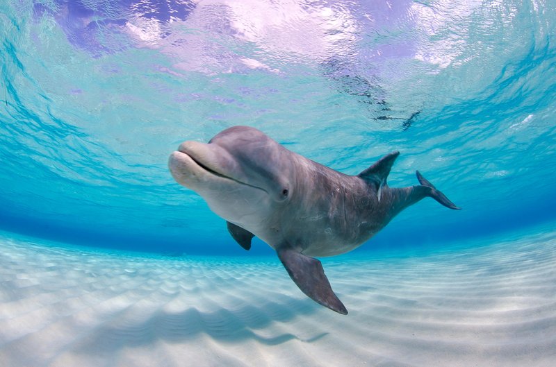 The Bottlenose Dolphin'S Role In Marine Ecosystems