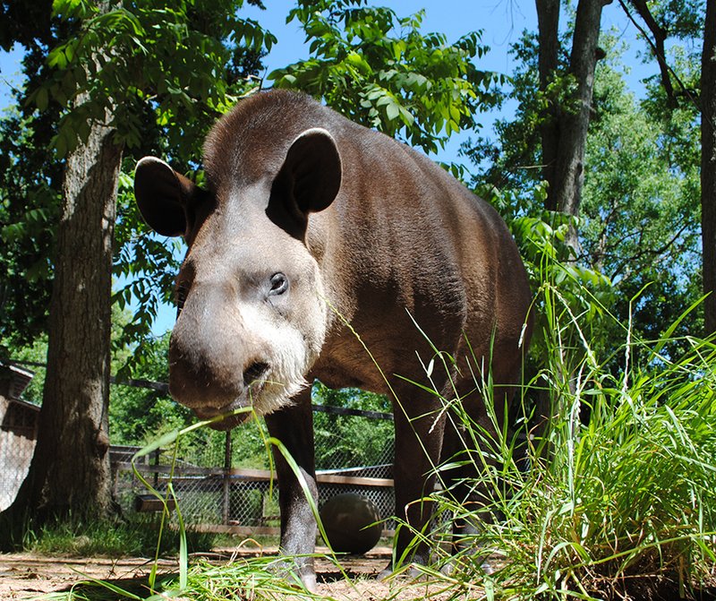 The Brazilian Tapir'S Role In Its Ecosystem
