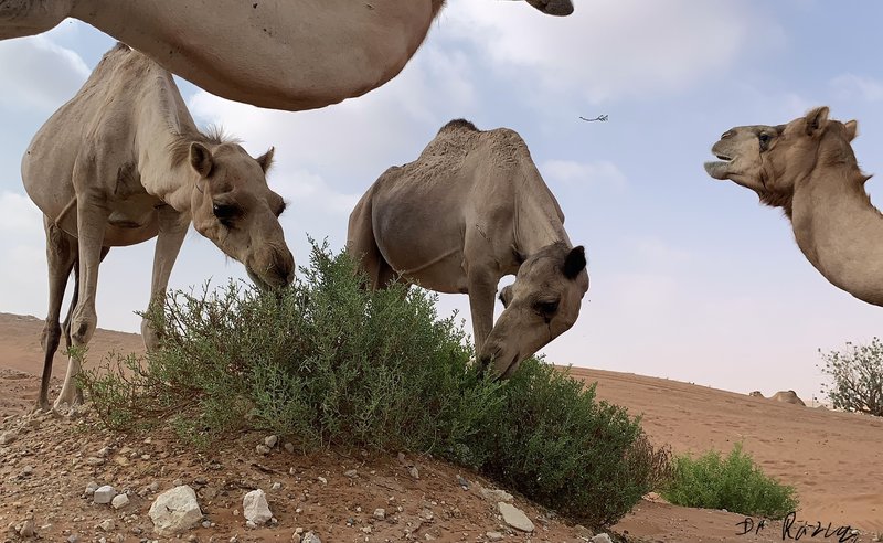 The Camel'S Role In Its Ecosystem