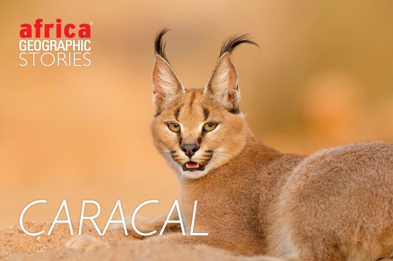 The Caracal'S Role In Its Ecosystem