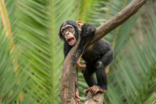 The Chimpanzee'S Role In Its Ecosystem