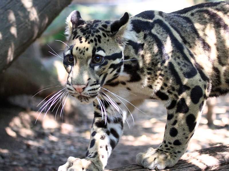 The Clouded Leopard'S Role In Its Ecosystem