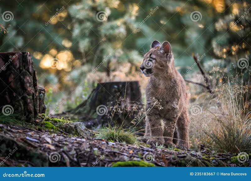 The Cougar'S Role In Its Ecosystem