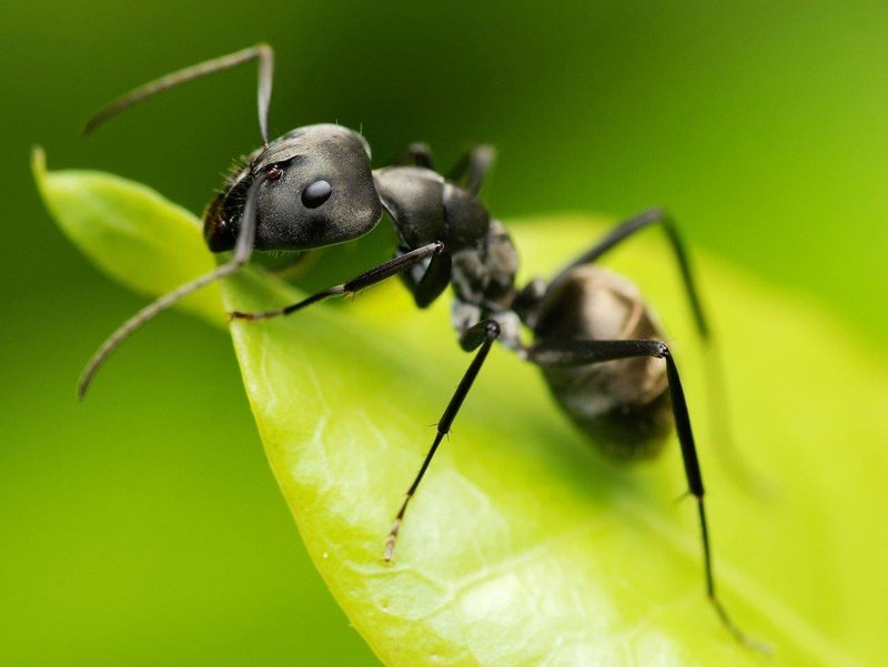 The Cultural Symbolism Of The Ant