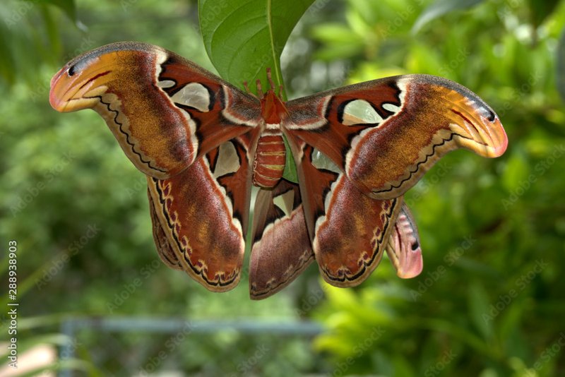 The Cultural Symbolism Of The Atlas Moth