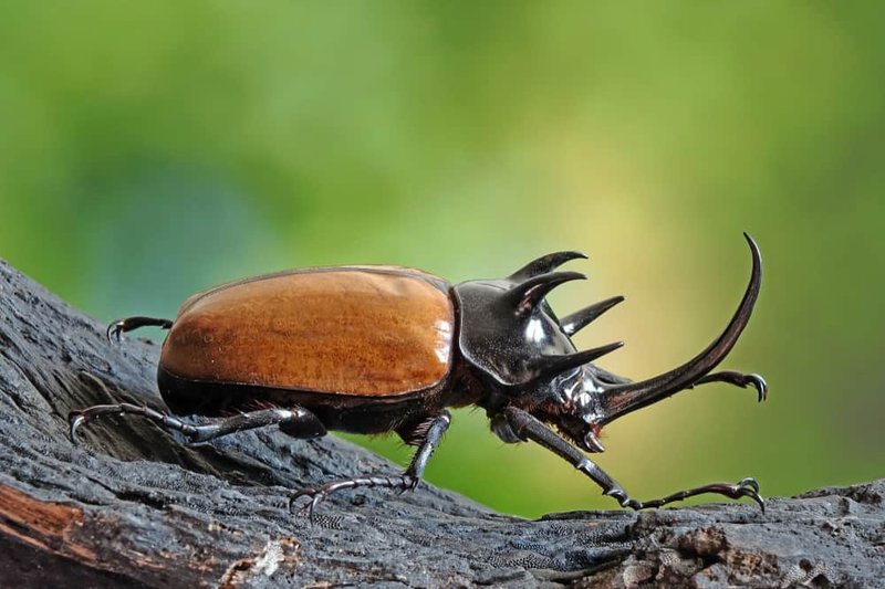 The Cultural Symbolism Of The Beetle