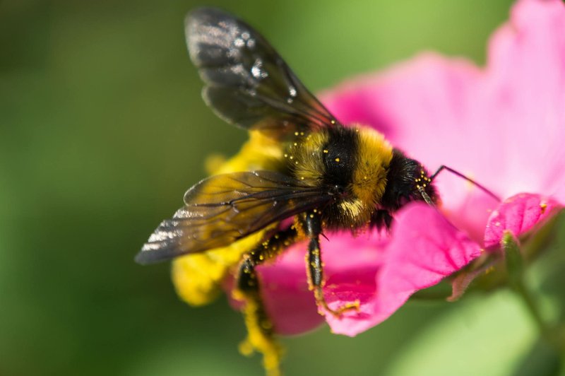 The Cultural Symbolism Of The Bumblebee