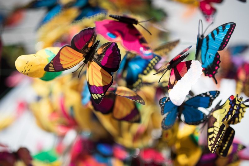 The Cultural Symbolism Of The Butterfly