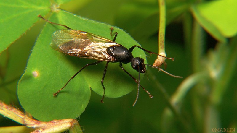The Cultural Symbolism Of The Carpenter Ant