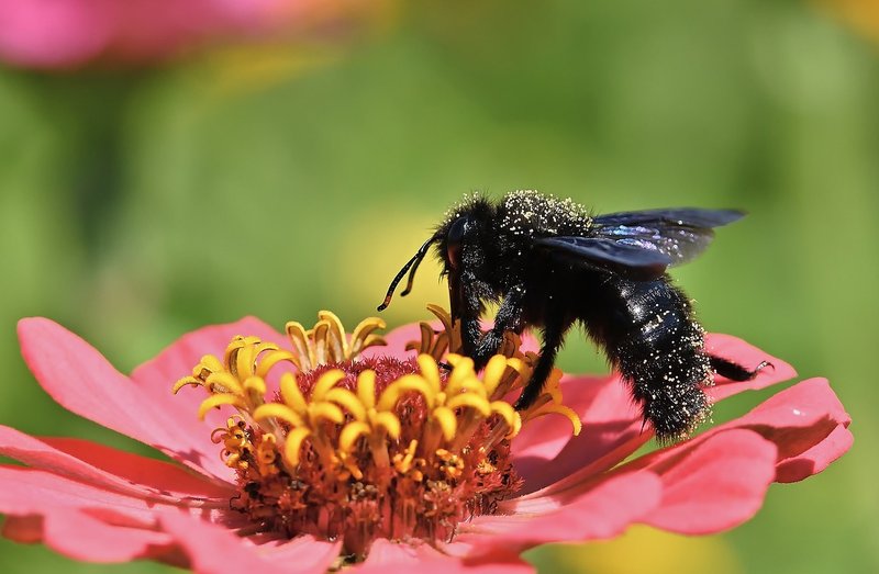 The Cultural Symbolism Of The Carpenter Bee