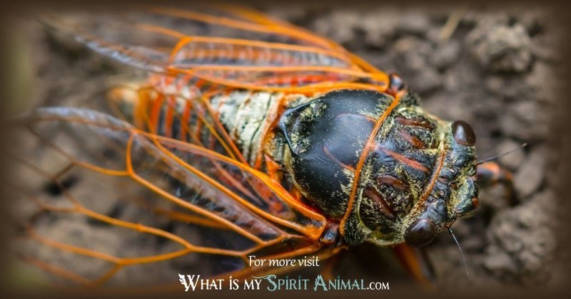 The Cultural Symbolism Of The Cicada
